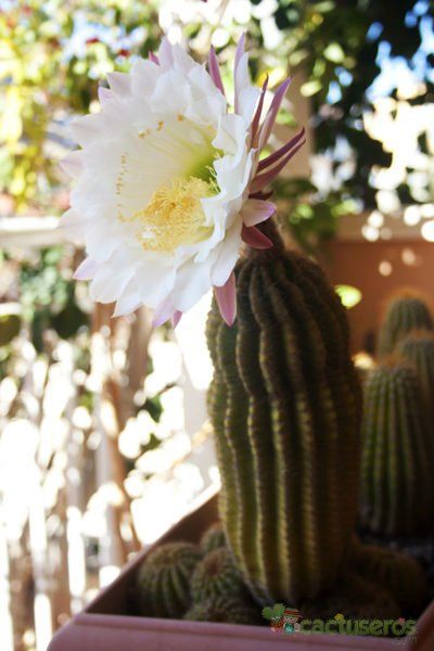 A photo of Echinopsis mamillosa subsp. silvatica