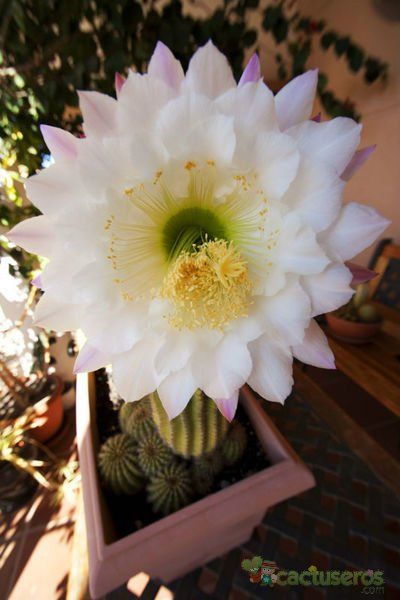 A photo of Echinopsis mamillosa subsp. silvatica