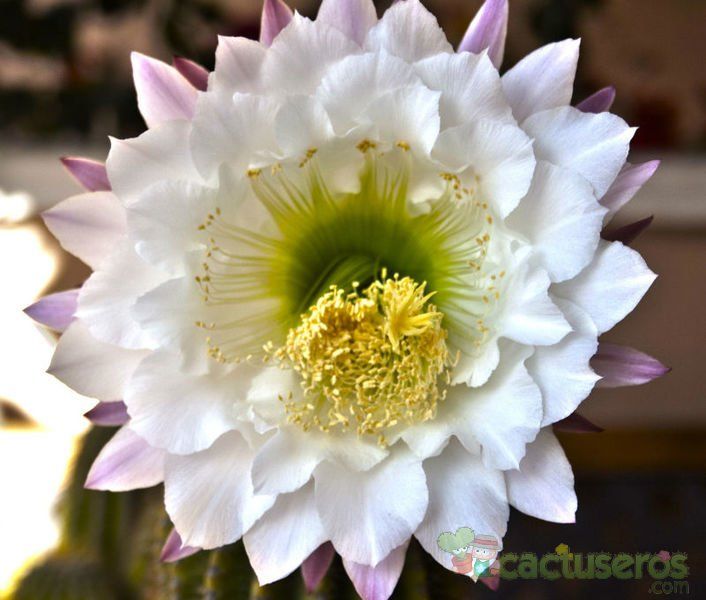A photo of Echinopsis mamillosa subsp. silvatica