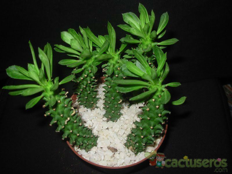 A photo of Euphorbia guentheri