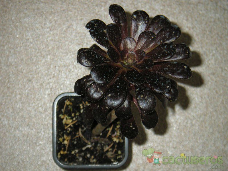 Una foto de Aeonium arboreum cv. artropurpureum