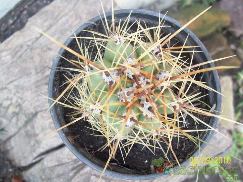 A photo of Echinopsis candicans