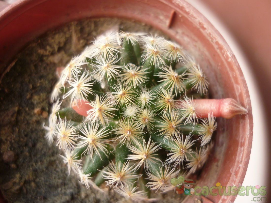 A photo of Mammillaria schiedeana