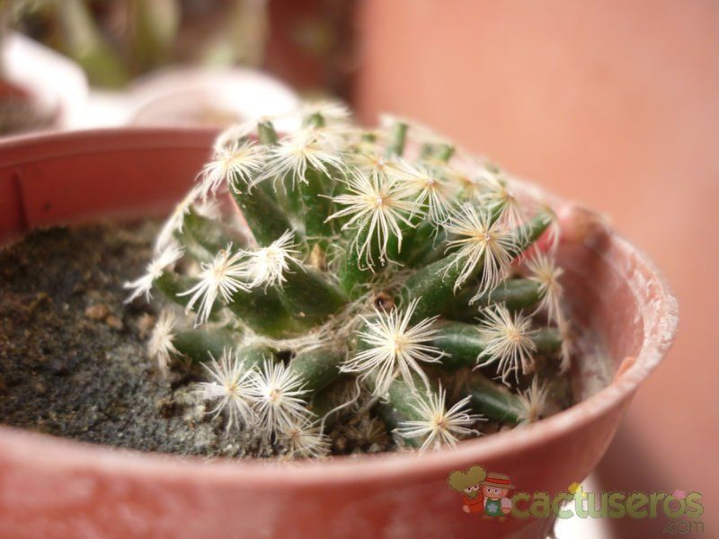 A photo of Mammillaria schiedeana