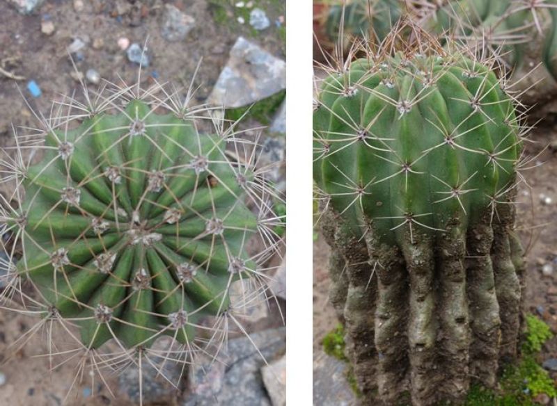 Photo of a cactus currently being identified