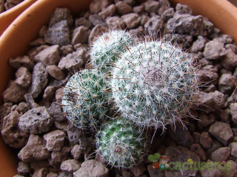 A photo of Mammillaria lindsayi