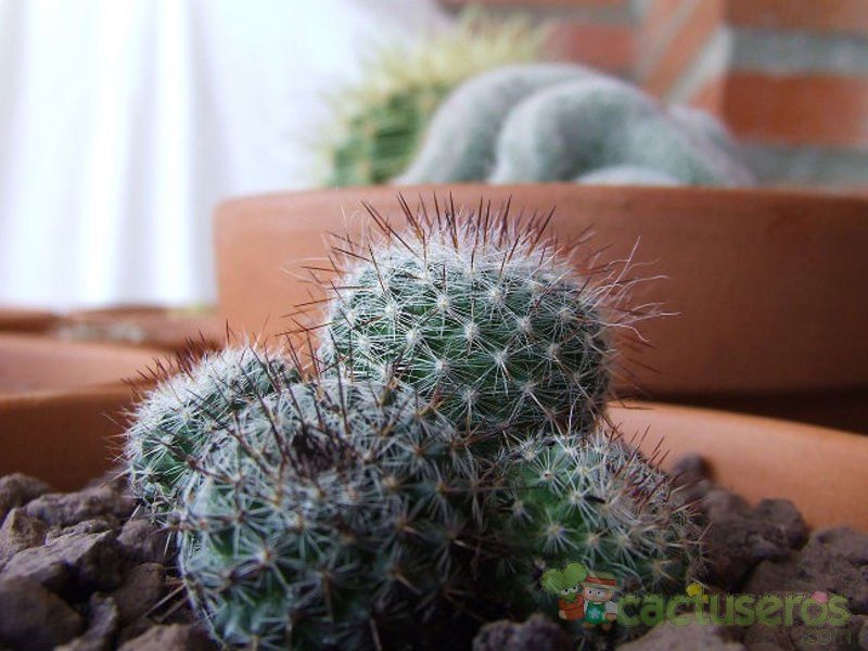 A photo of Mammillaria lindsayi