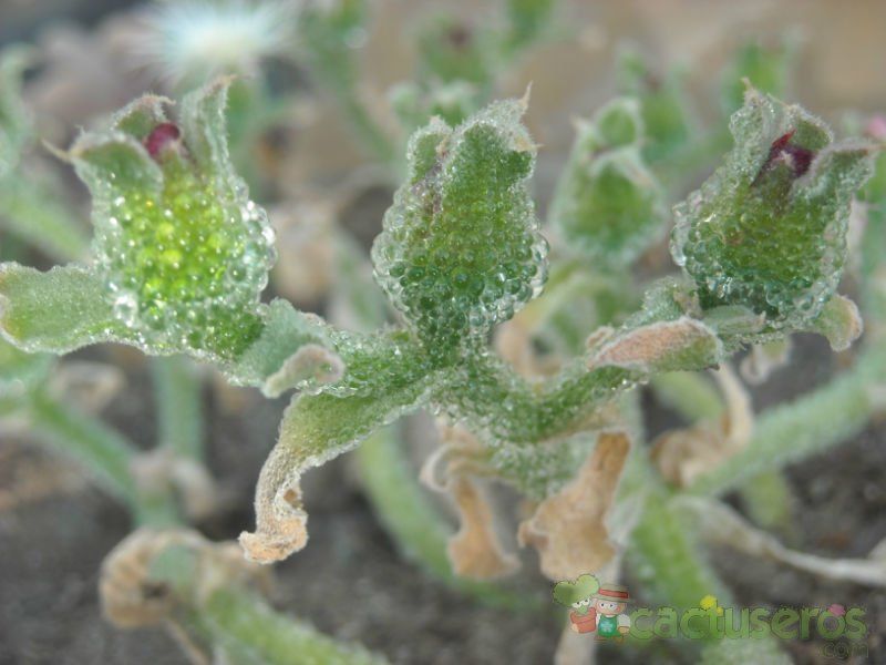 Una foto de Mesembryanthemum crystallinum