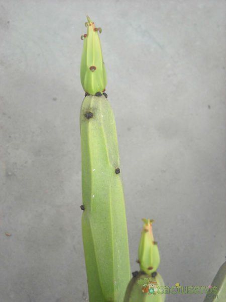 Una foto de Euphorbia weberbaueri