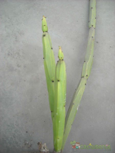 Una foto de Euphorbia weberbaueri