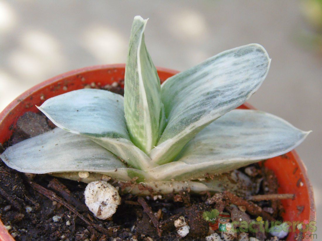 A photo of Gasteria gracilis f. variegata