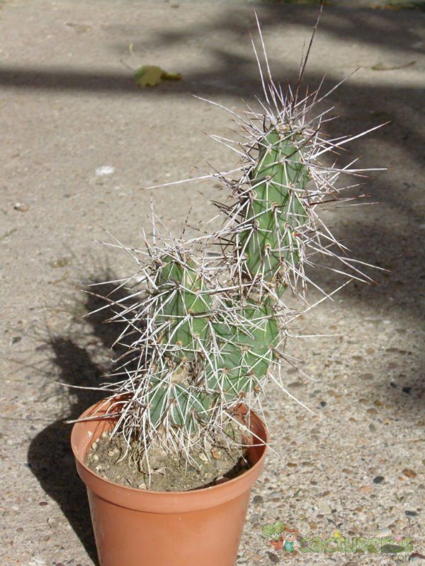 A photo of Opuntia sulphurea