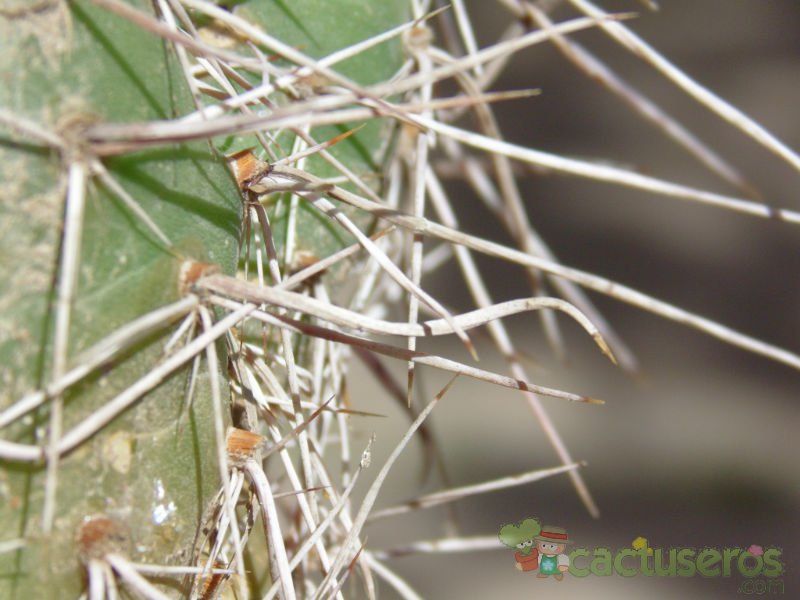A photo of Opuntia sulphurea