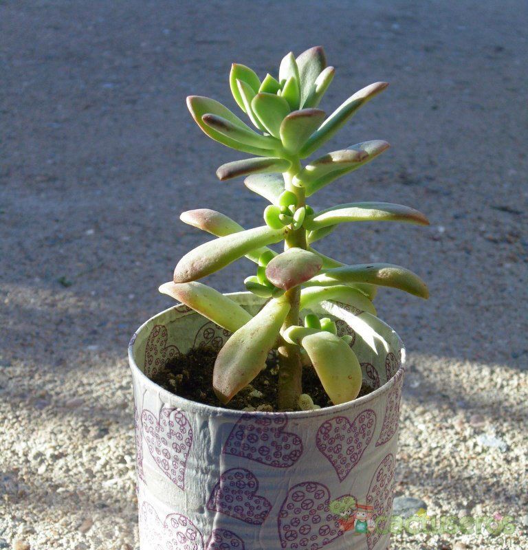A photo of Echeveria cv. Minibelle