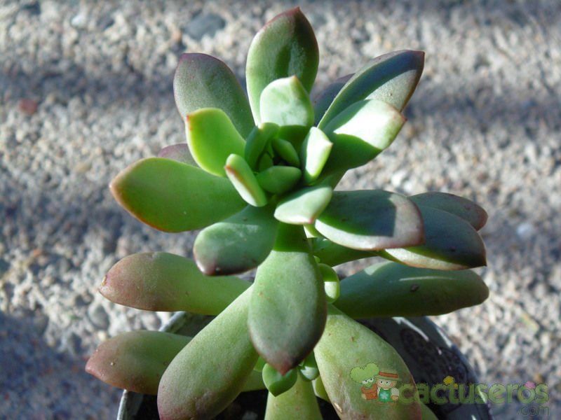 A photo of Echeveria cv. Minibelle