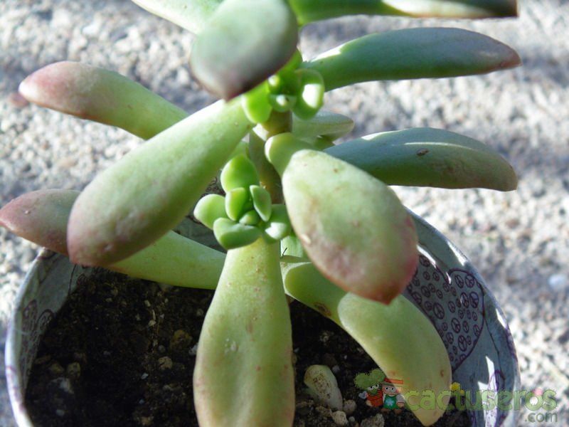 A photo of Echeveria cv. Minibelle