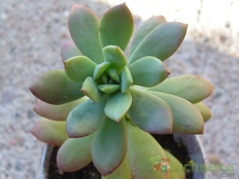A photo of Echeveria cv. Minibelle