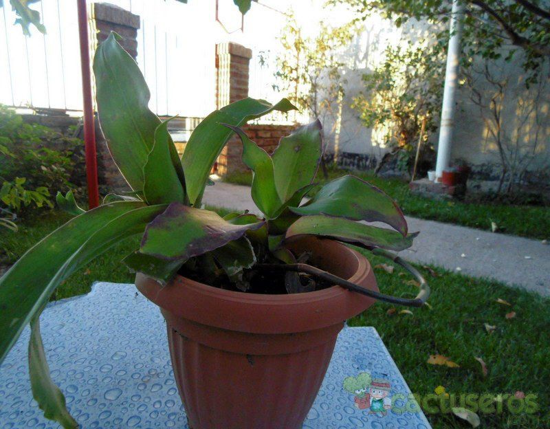 Una foto de Callisia fragrans  