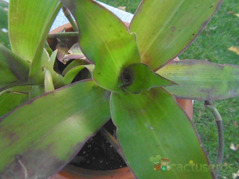 Una foto de Callisia fragrans  