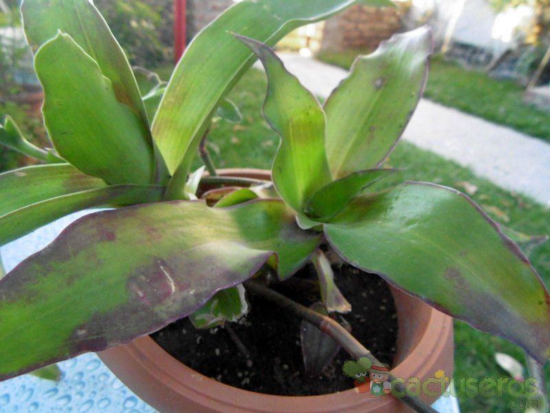 Una foto de Callisia fragrans  
