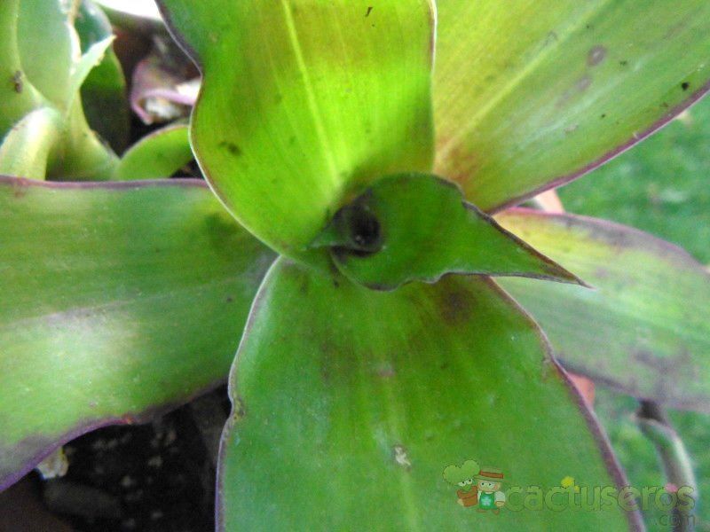 Una foto de Callisia fragrans  