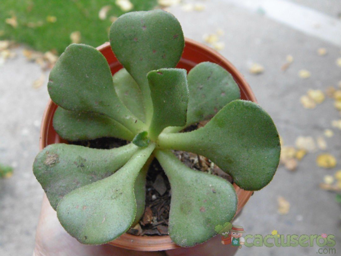Una foto de Aeonium glutinosum  
