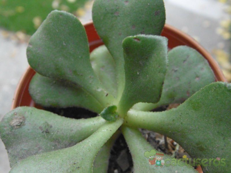 Una foto de Aeonium glutinosum  