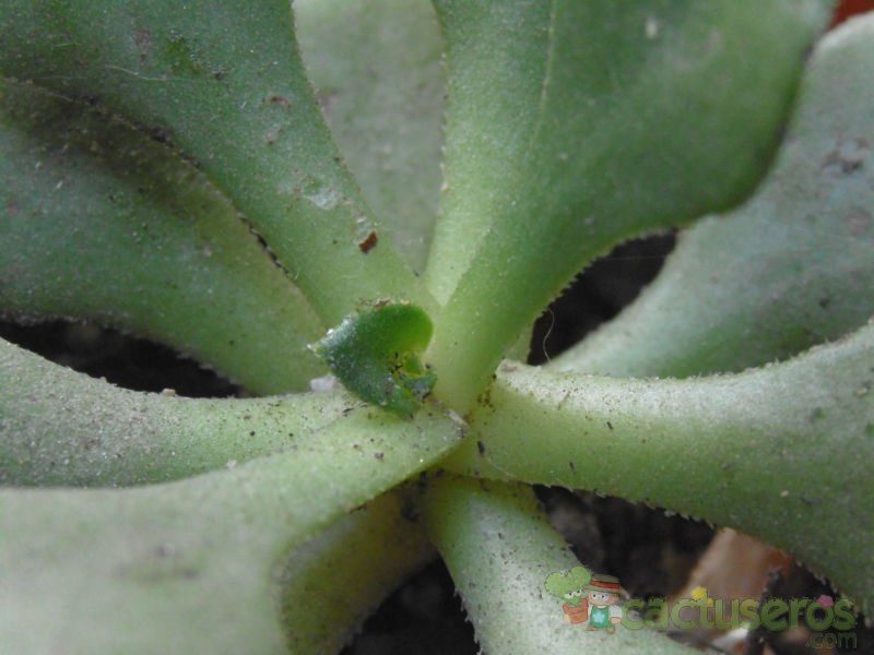 Una foto de Aeonium glutinosum  