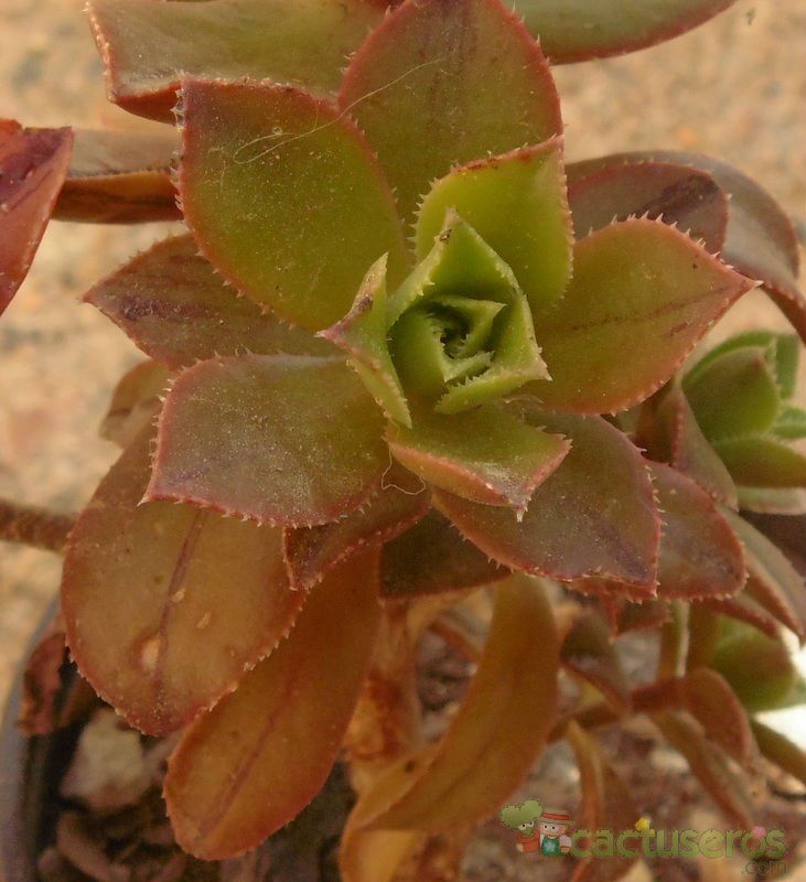 Una foto de Aeonium x mascaense