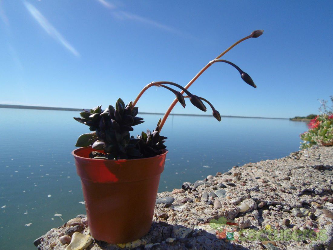 Una foto de Anacampseros rufescens