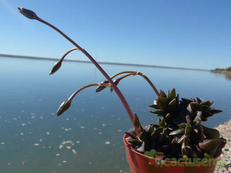 Una foto de Anacampseros rufescens