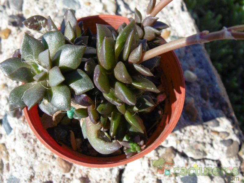 Una foto de Anacampseros rufescens