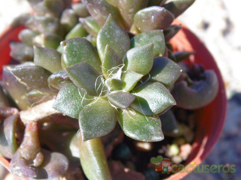 Una foto de Anacampseros rufescens
