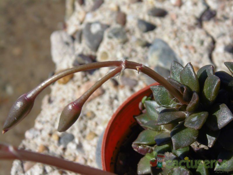 Una foto de Anacampseros rufescens