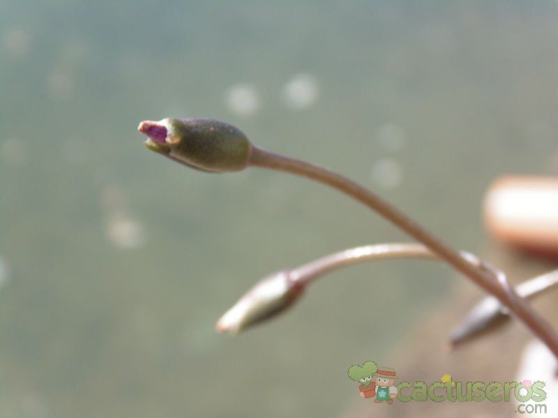 Una foto de Anacampseros rufescens