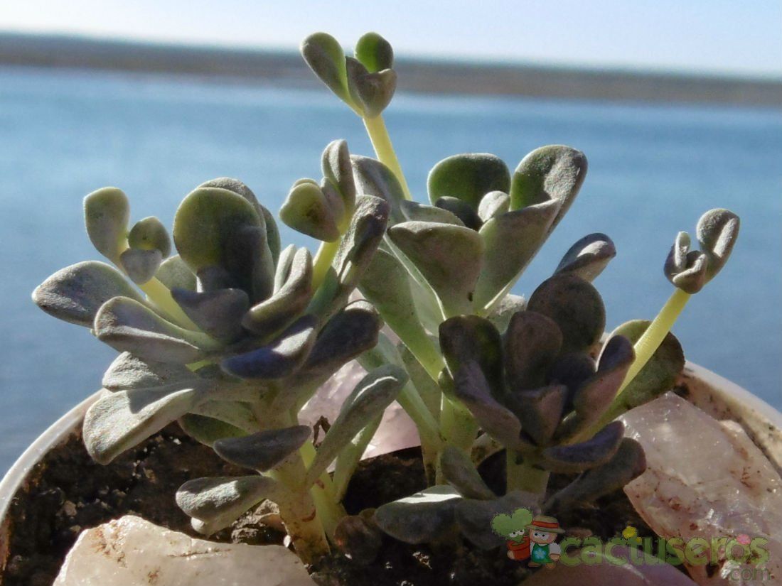 Una foto de Sedum spathulifolium subsp. pruinosum