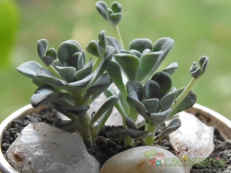 Una foto de Sedum spathulifolium subsp. pruinosum
