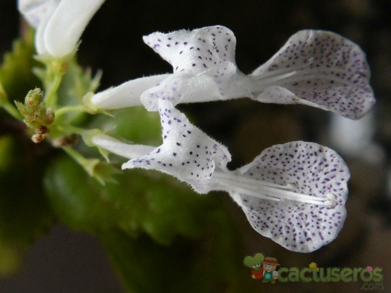 A photo of Plectranthus verticillatus