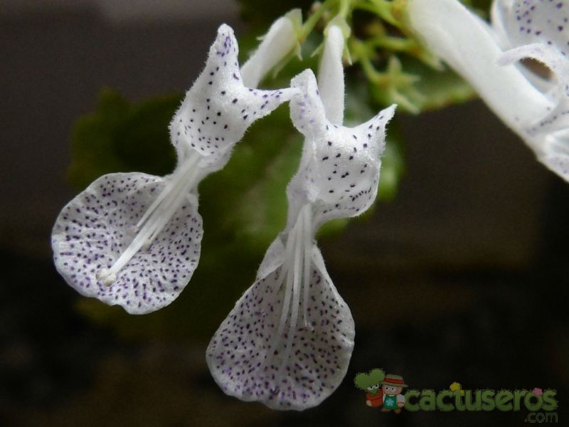 A photo of Plectranthus verticillatus