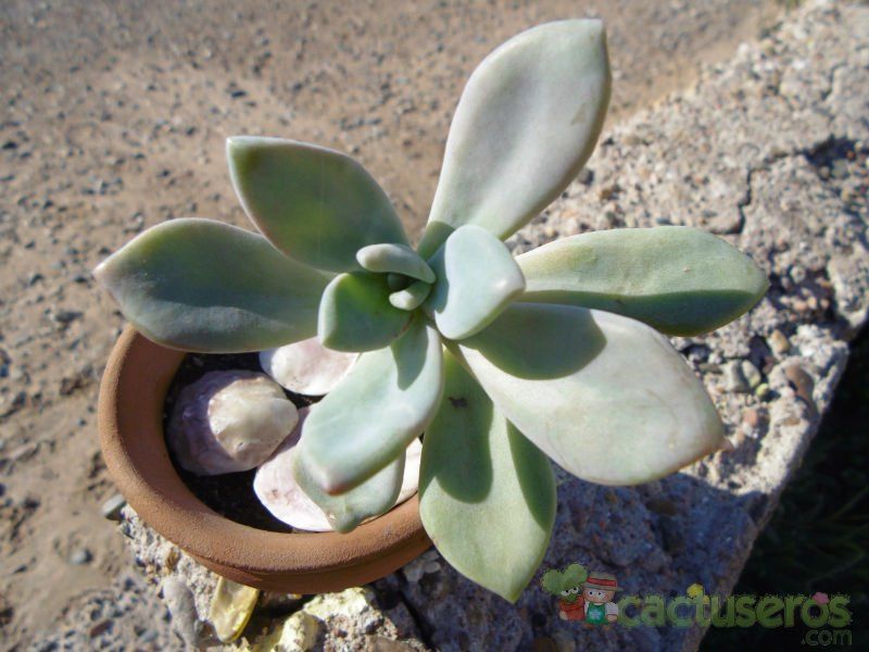 Una foto de Graptophytum cv. Supreme (Graptopetalum x Pachyphytum) (HIBRIDO)