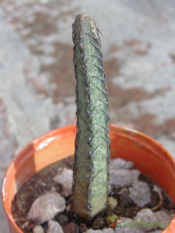 A photo of Cereus spegazzinii