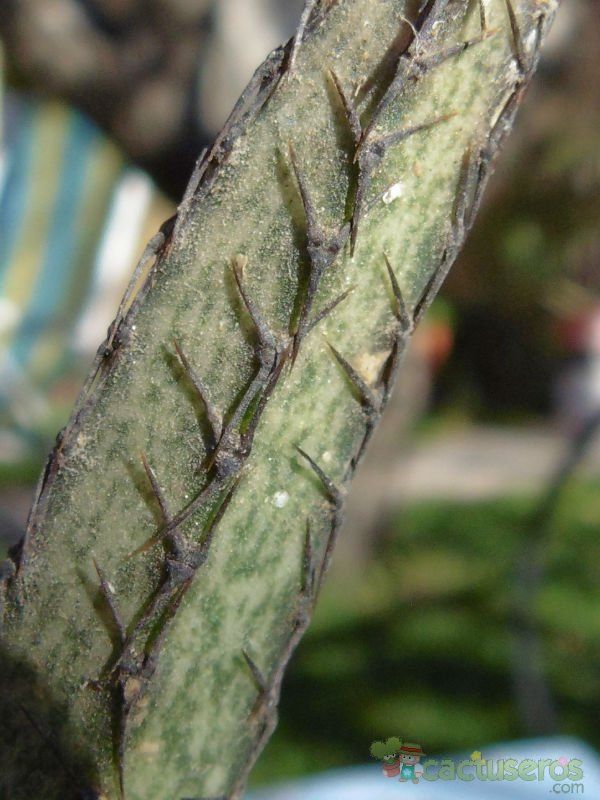 A photo of Cereus spegazzinii