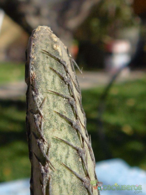 A photo of Cereus spegazzinii