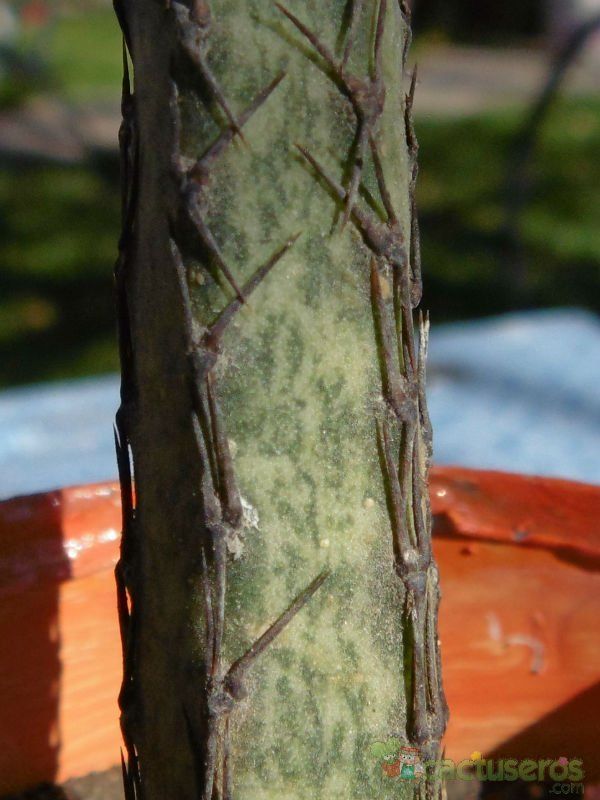 A photo of Cereus spegazzinii