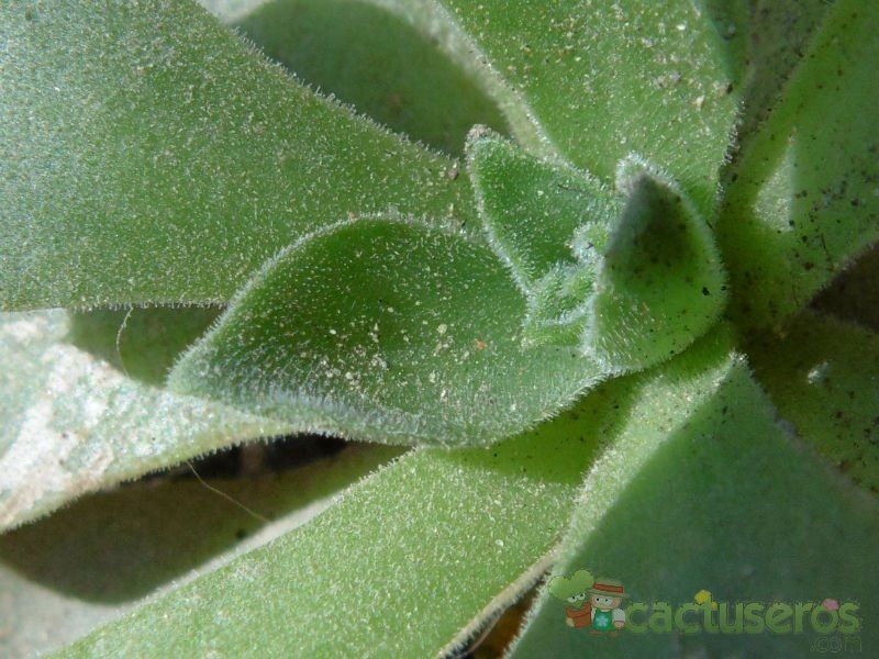 Una foto de Aeonium x nogalesii