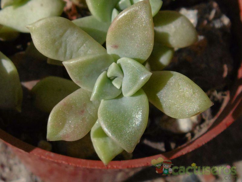 A photo of Graptopetalum paraguayense subsp. bernalense