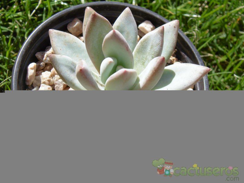 Una foto de Pachyveria exotica