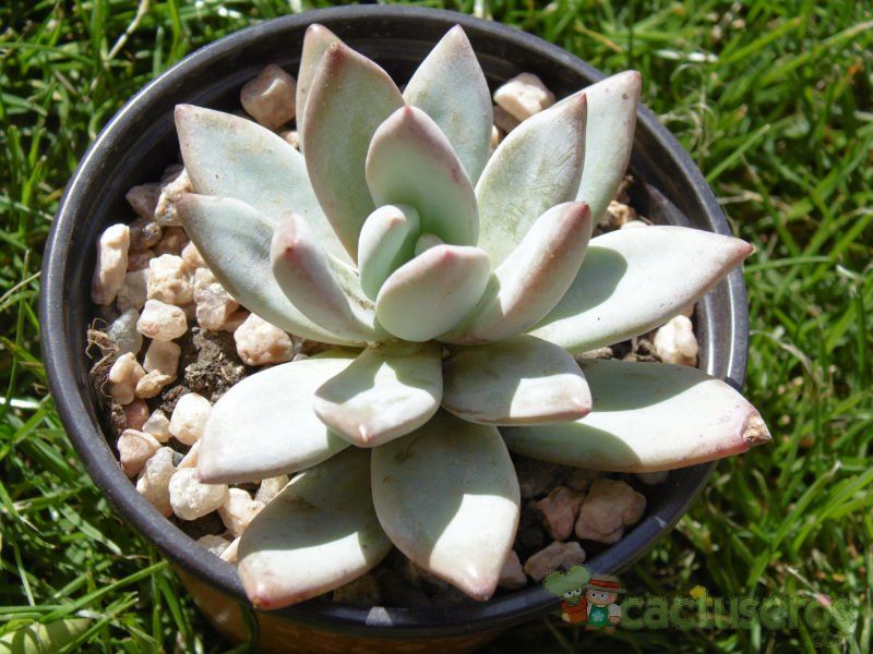 Una foto de Pachyveria exotica