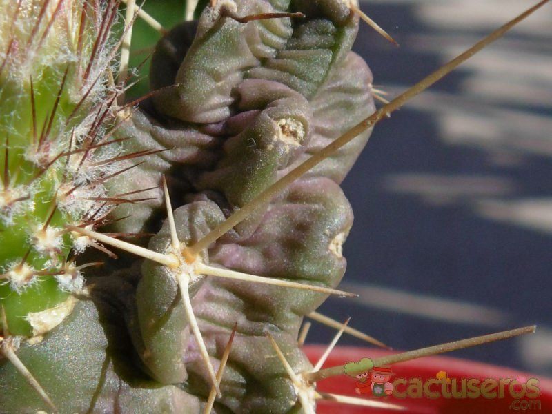 Una foto de Echinocereus pentalophus