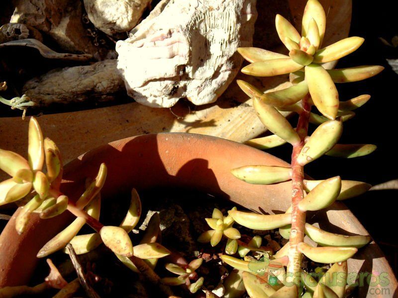 Una foto de Sedum adolphii